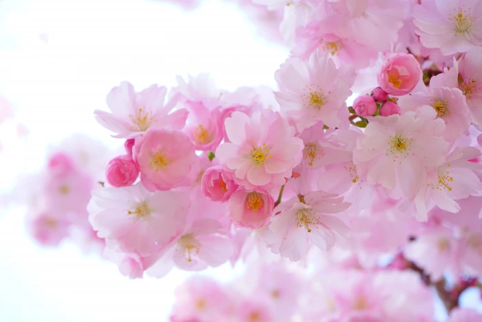 cherry blossom japanese trees flowers spring flowering 2k 4k 5k
