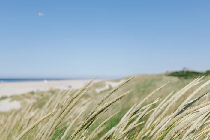 germany juist grass view see beach nordsee wallpaper 2k 4k 5k