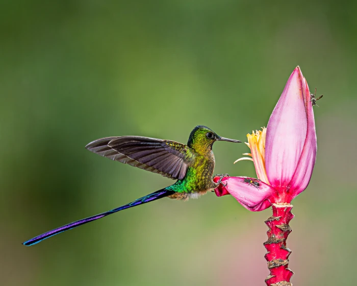 green and purple hummingbird perched on pink flower Bees Banana Flower 2k