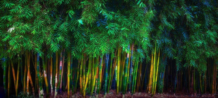 green bamboo grass trees leaves spring nature landscape 2k
