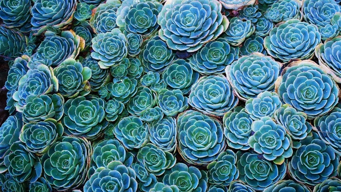 green succulents nature plants flowers cyan blue turquoise 2k