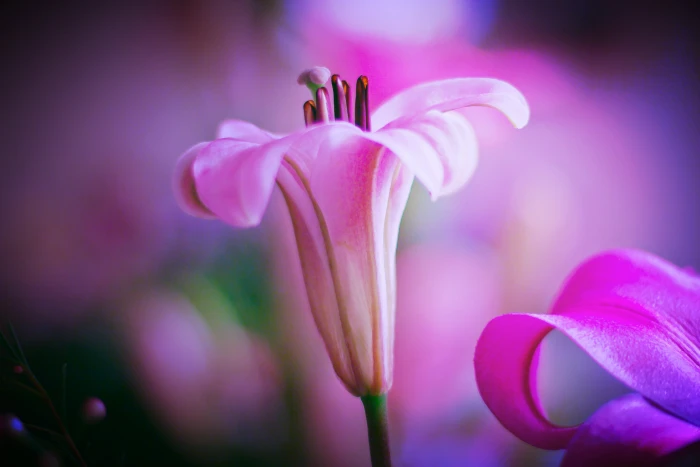 pink flower photo Beauty color lilium petal foto 2k 4k