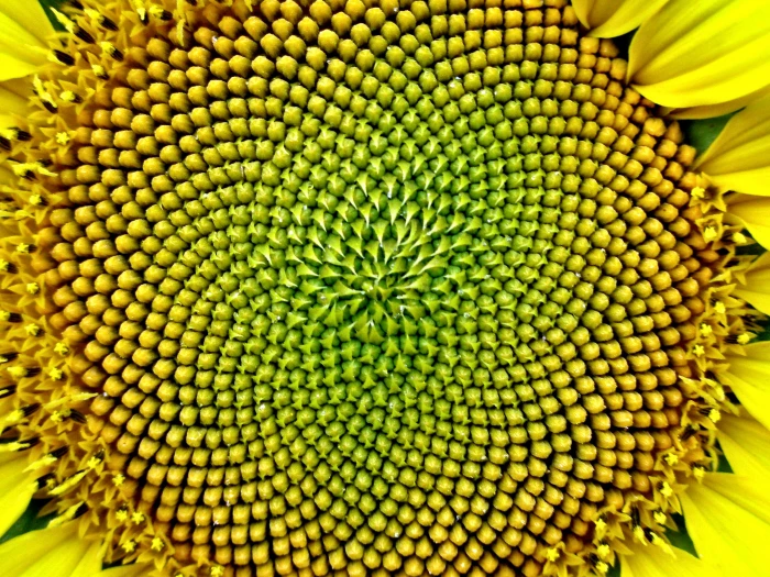 A Sunflower forming seeds in a prominent swirly pattern and stunning example of the Fibonacci sequence nature 2k