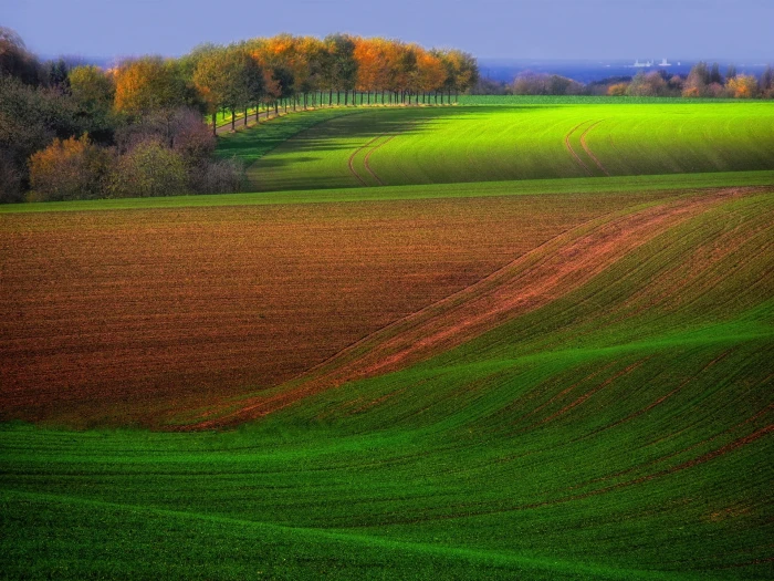 Autumn farm field trees green and brown beautiful scenery 2k