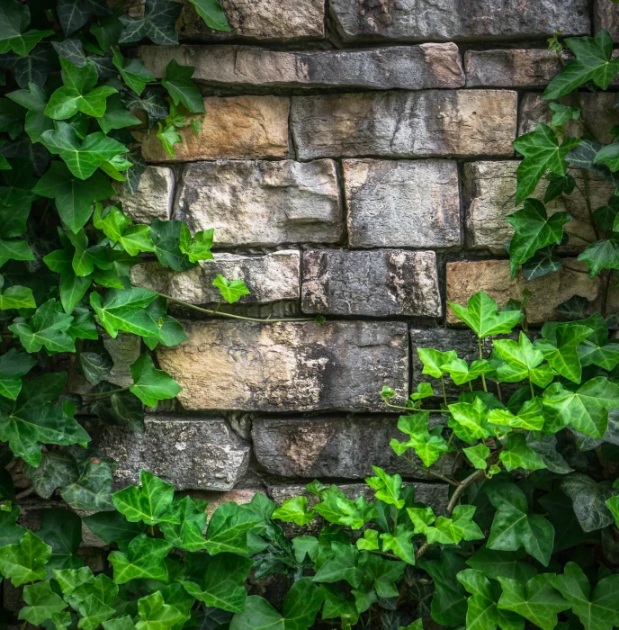 brown brick wall surrounded with vine plants ivy the leaves 2k