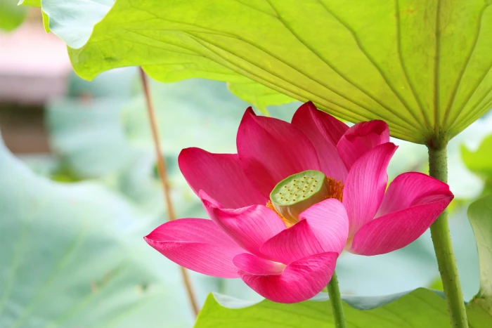 close photography of pink petaled flower lotus rain hongluosi 2k 4k