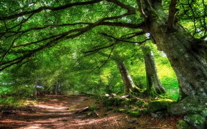 forest high resolution desktop backgrounds tree plant trunk 2k