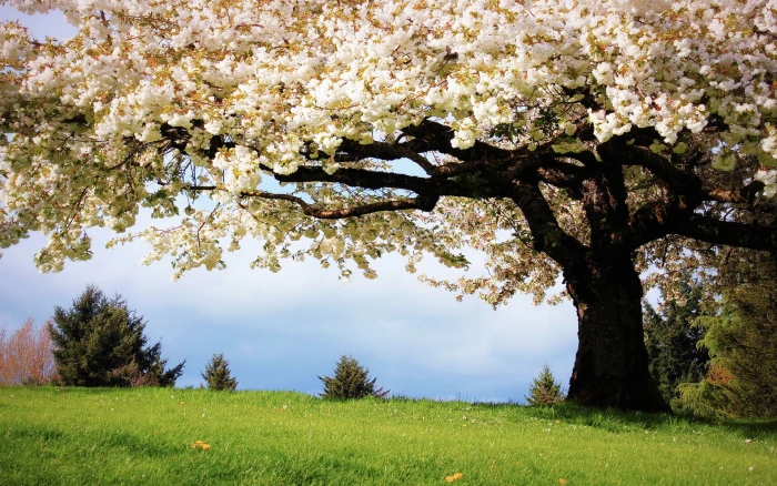 Nature spring the cherry trees white blossoms in full bloom 2k