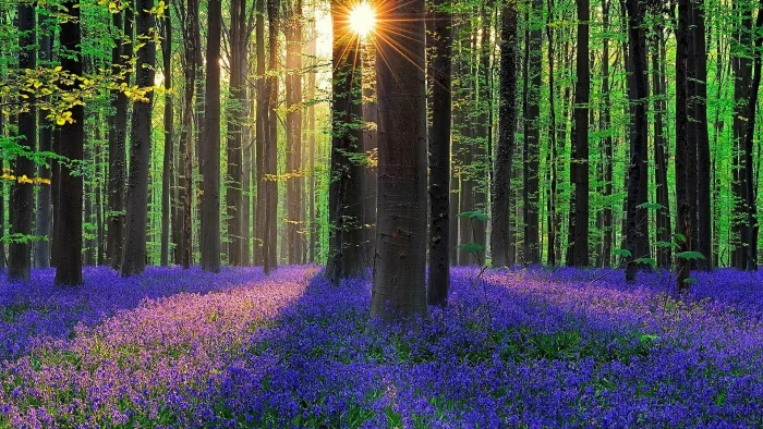 nature forest bluebell woodland flower carpet hallerbos 2k