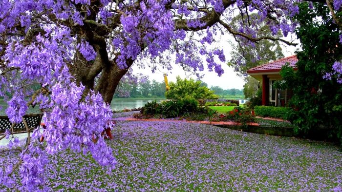 nature garden tree plant maple summer leaf season flower 2k