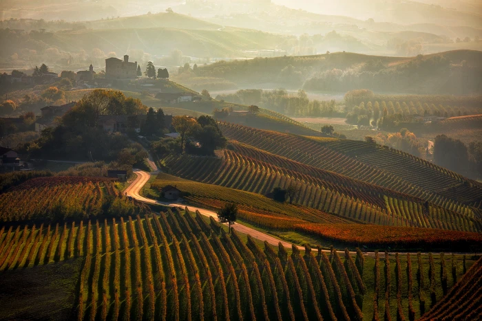 overview autumn colors vineyard barolo langhe dawn piemonte 2k