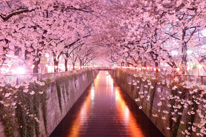 pink flowering trees Japan architecture cherry blossom plant 2k