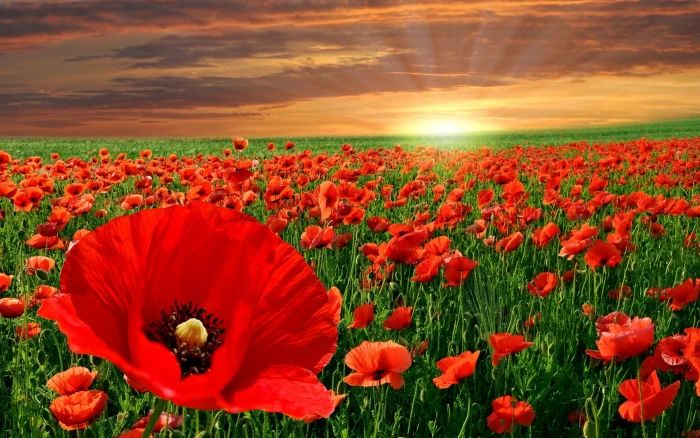 Poppy Field red flowers plants scenery nature summer 2k