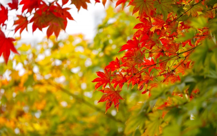 Red And Yellow Maple Leaves In Autumn National Symbol On Canada Ultra Hd Tv Wallpaper For Desktop Laptop Tablet Mobile Phones 2k 4k