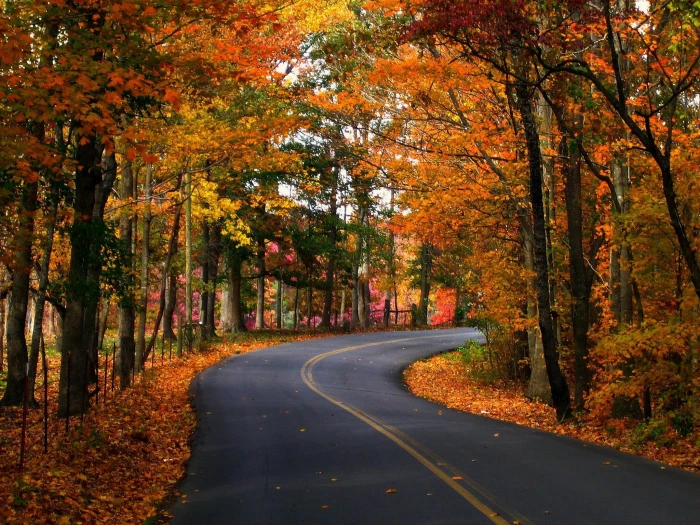 Seasons Autumn Roads Trees Foliage Nature 2k