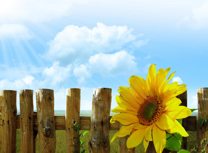sunflower near the fence under sunlight illustration sunflowers 2k 4k