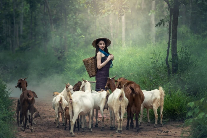 woman wearing blue dress carrying woven basket near herd of goats 2k 4k