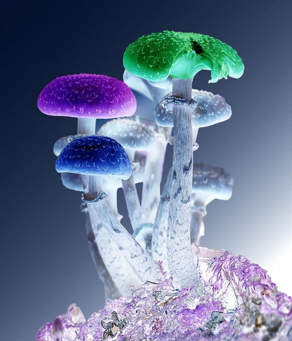 assorted color mushroom photoshop mushrooms psychedelic nature 2k 4k