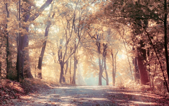 autumn beautiful landscape leaves nature road sunbeams 2k