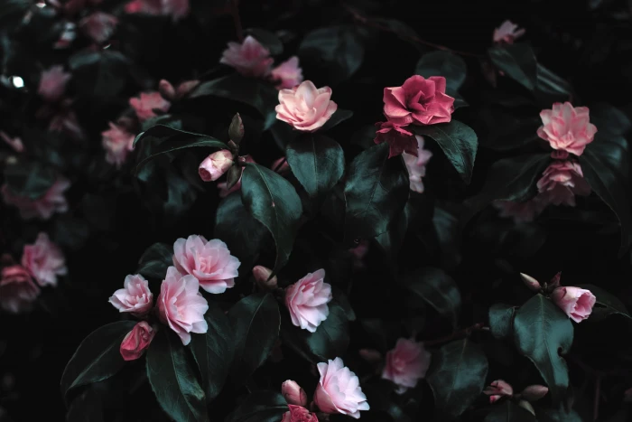 black bloom blossoms flowers green leaves petals pink 2k 4k 5k