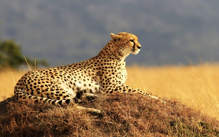 cheetah animal nature 2k