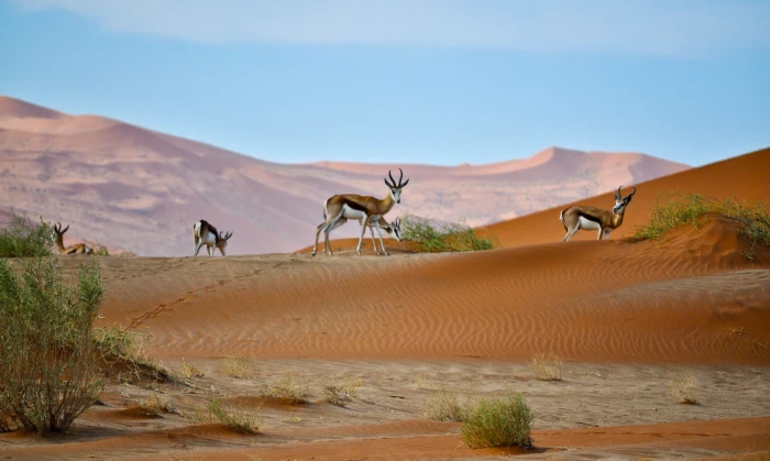 deer on dessert during daytime scenery of mountain Sossusvlei 2k 4k