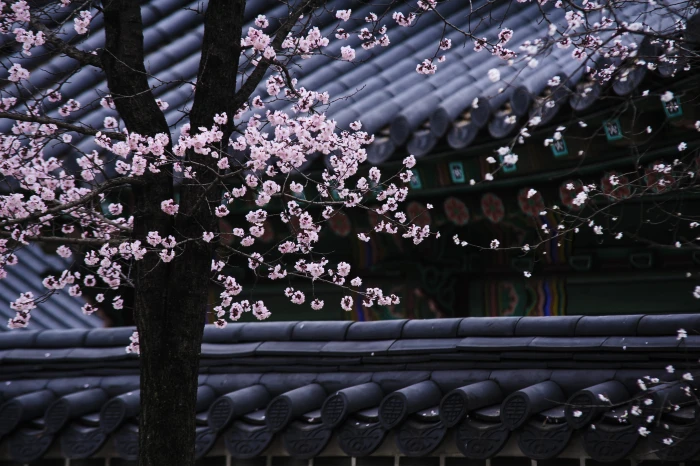 flowering cherry blossom tree republic of korea traditional 2k 4k
