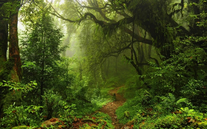 forest trees moss sunlight nature landscape green path 2k