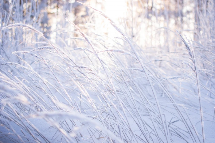 frost snow Meadows grass winter plant cold temperature 2k 4k 5k