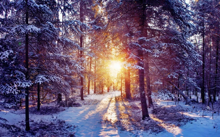 full hd nature p snow tree winter cold temperature 2k