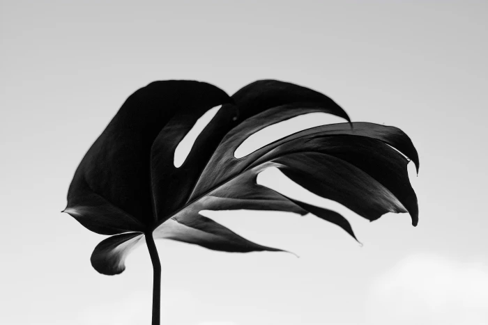 grayscale photography of swisscheese leaf plant leaves nature 2k 4k 5k