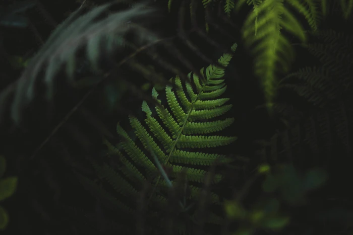 green fern plant leaves depth of field nature 2k 4k 5k