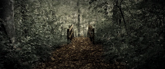 green leafed trees landscape path bridge dirt road nature 2k 4k