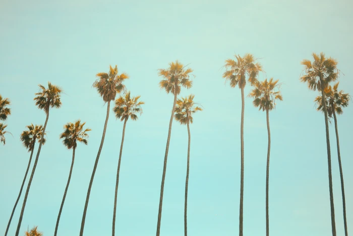 low angle photography coconut tree palm lot sky nature 2k 4k 5k