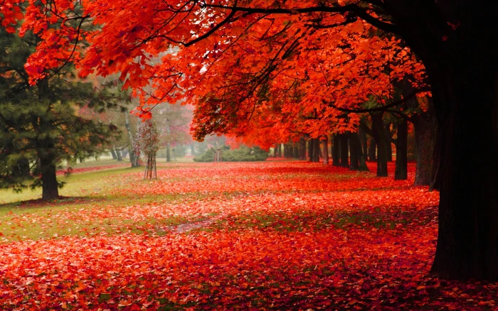 Nature scenery park autumn red foliage cherry blossoms 2k