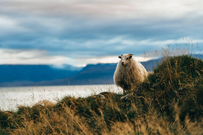 nature landscape grass sea mountains Iceland sheep animal themes 2k 4k