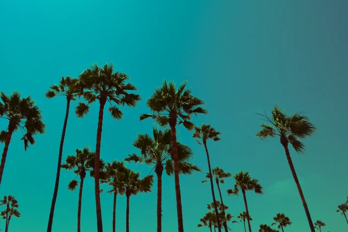 Palm trees in Los Angeles California nature natural sky summer 2k 4k