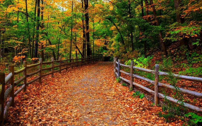 Park nature forest trees leaves path autumn 2k