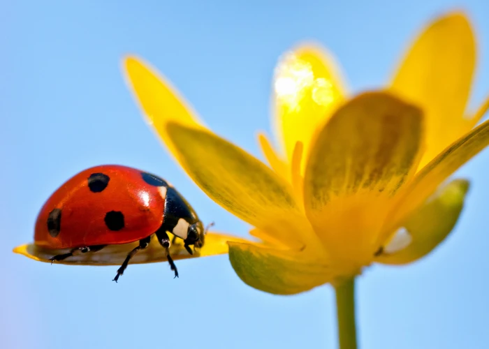 photo of lady bug on yellow petal flower selective focus photograph 2k