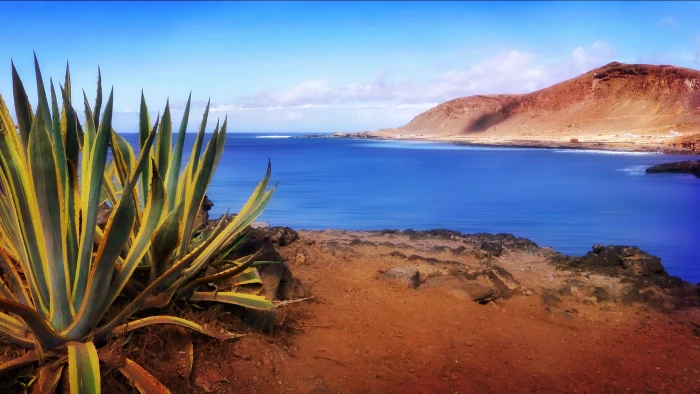 photo of snake plant beside body water gran canaria 2k 4k