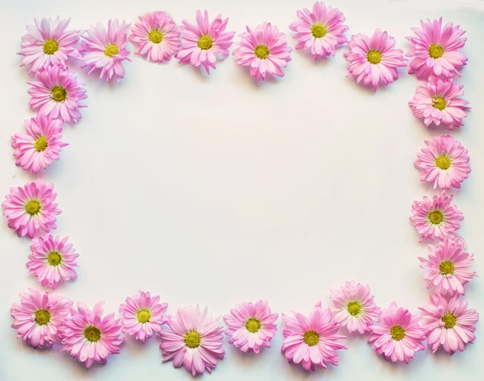 pink petal flower on white surface daisies border frame 2k 4k