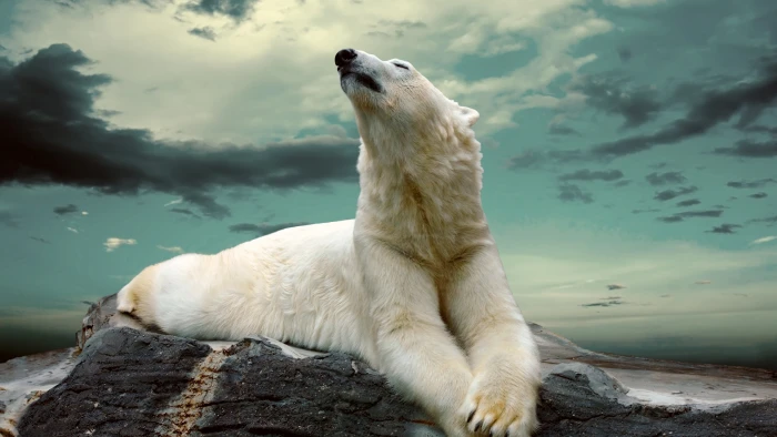 polar bear cute animals sky clouds 2k 4k 5k