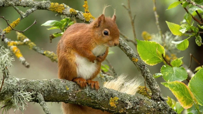 Red Squirrel On Tree Hd Wallpapers For Mobile Phones And Laptops 2k 4k