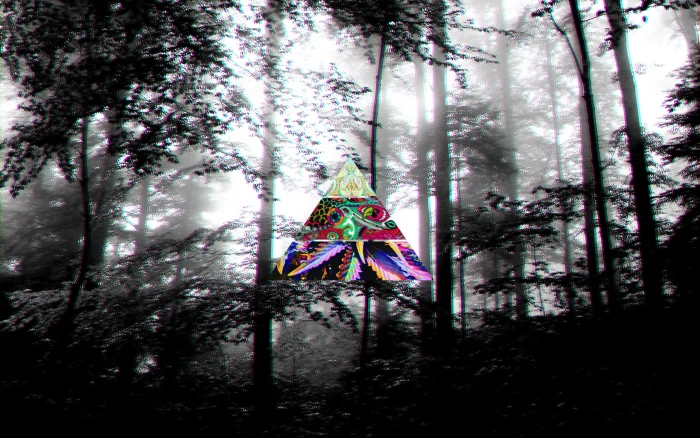 scenery of trees dark LSD forest plant no people nature 2k