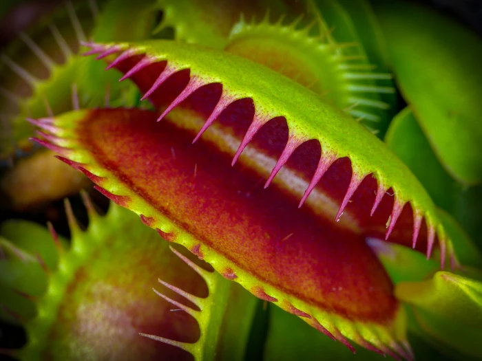 selective focus photography of Venus Fly Trap plants meat carnivorous plant 2k 4k