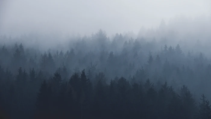 silhouette of trees covered by fog high angle photo with mists 2k 4k 5k