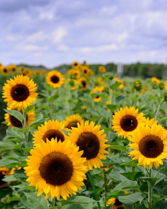 sunflower field sunflowers nikon agriculture 2k