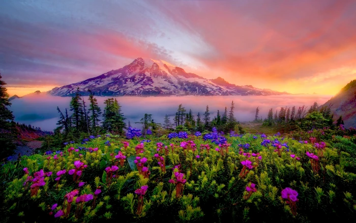 Sunrise Spring Landscape Of Snow Mountain Meadow Flowers Mount Rainier National Park Washington U S Desktop Hd Wallpaper 2k