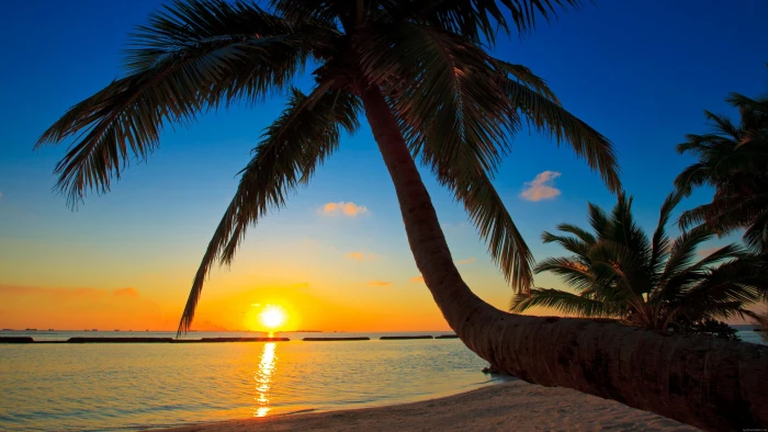 Sunset under the palms coconut tree near beach during sunset 2k 4k