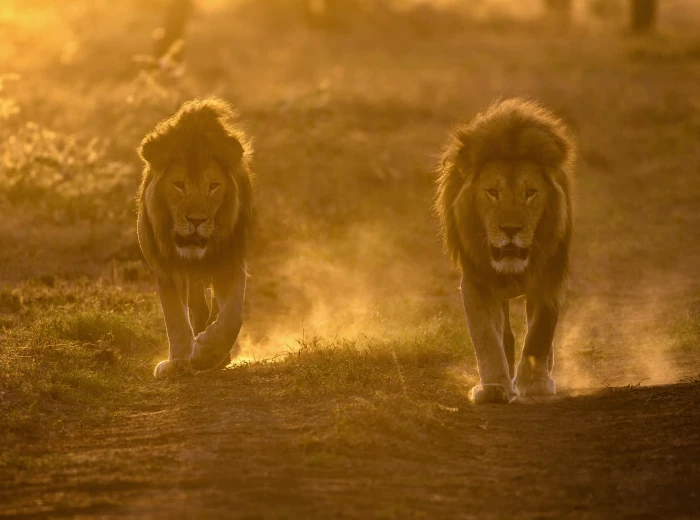 Two Male Lions Habitat Travel Africa Sunrise View Walking 2k 4k